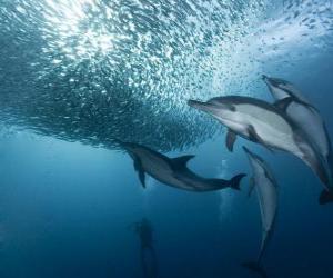 пазл сардины Дельфин рыбалки